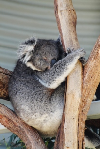 Koala relaxing