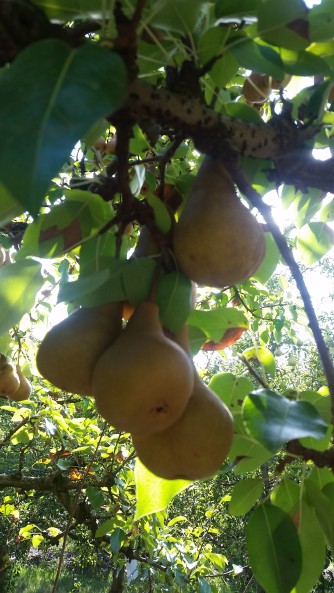 Pears from the Farm